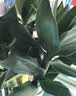 沭之美富贵竹水培客厅绿植招财旺宅花卉植物水养常青竹子文昌竹源头直发 实拍图