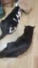 皇家猫粮 室内成猫粮 I27 通用粮 12月以上 2KG【宠物金选】 实拍图