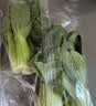 上海青约500g(油菜) 实拍图