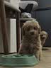 皇家狗粮 幼犬奶糕幼犬狗粮宠物中型犬MES30 全价犬粮 ≤2月 1KG 实拍图