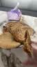 大希地酥皮牛肉馅饼 1000g 10片 冷冻 牛肉饼夜宵儿童早餐速冻半成品 实拍图
