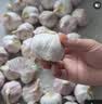 京鲜生河南杞县大蒜 带皮新鲜 干蒜净重3斤单果5.5-6cm 源头直发 实拍图