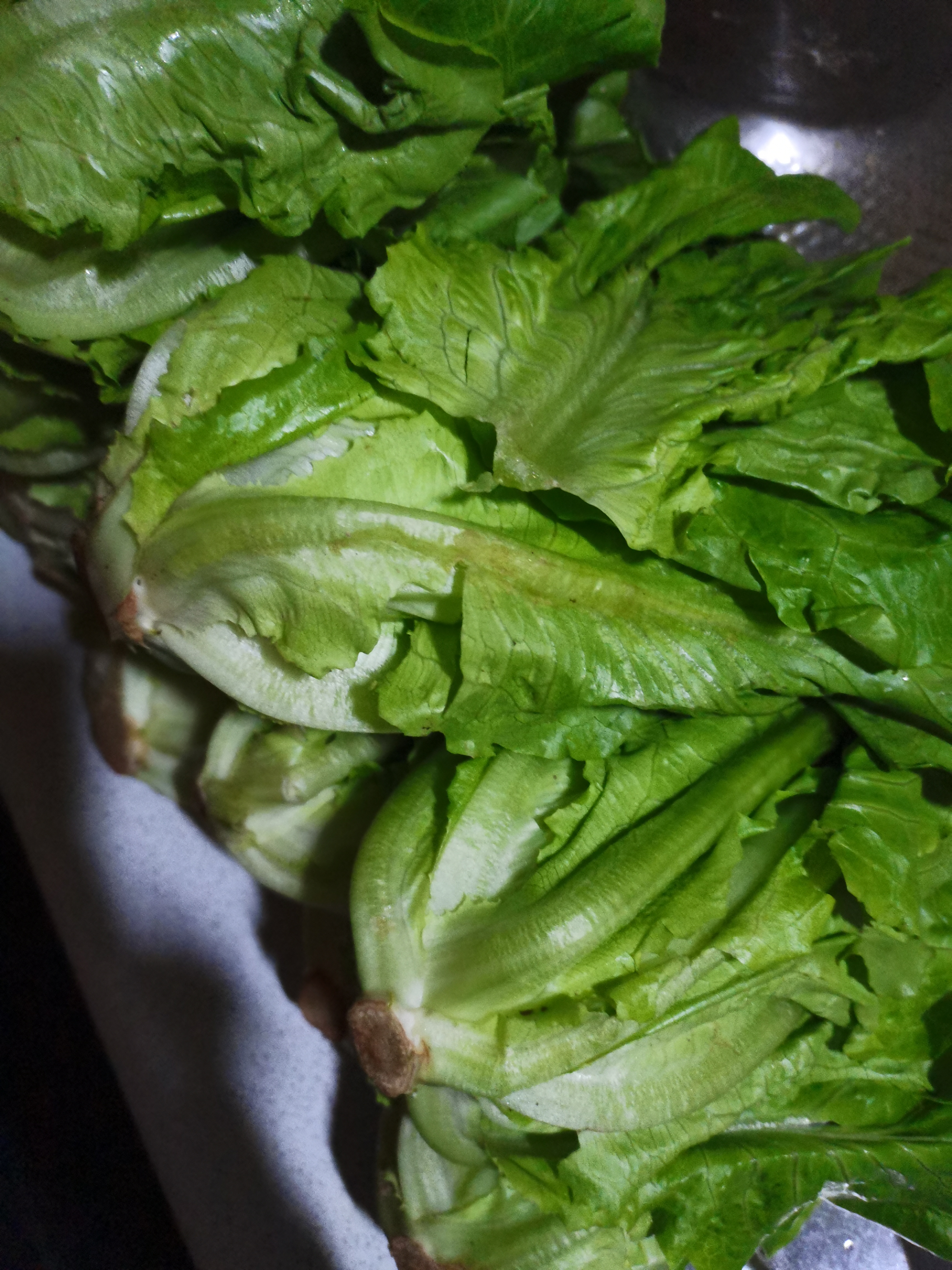 生吃意大利奶油生菜新鲜生菜即食沙拉蔬菜火锅烤肉整箱烧烤涮菜 地头现摘 鲜嫩脆甜 河南意大利生菜整箱5斤（净重4.6斤） 实拍图