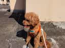 普安特宠物狗狗驱虫药犬体内外同驱跳蚤犬虱非泼罗尼爱滴克+内驱 实拍图