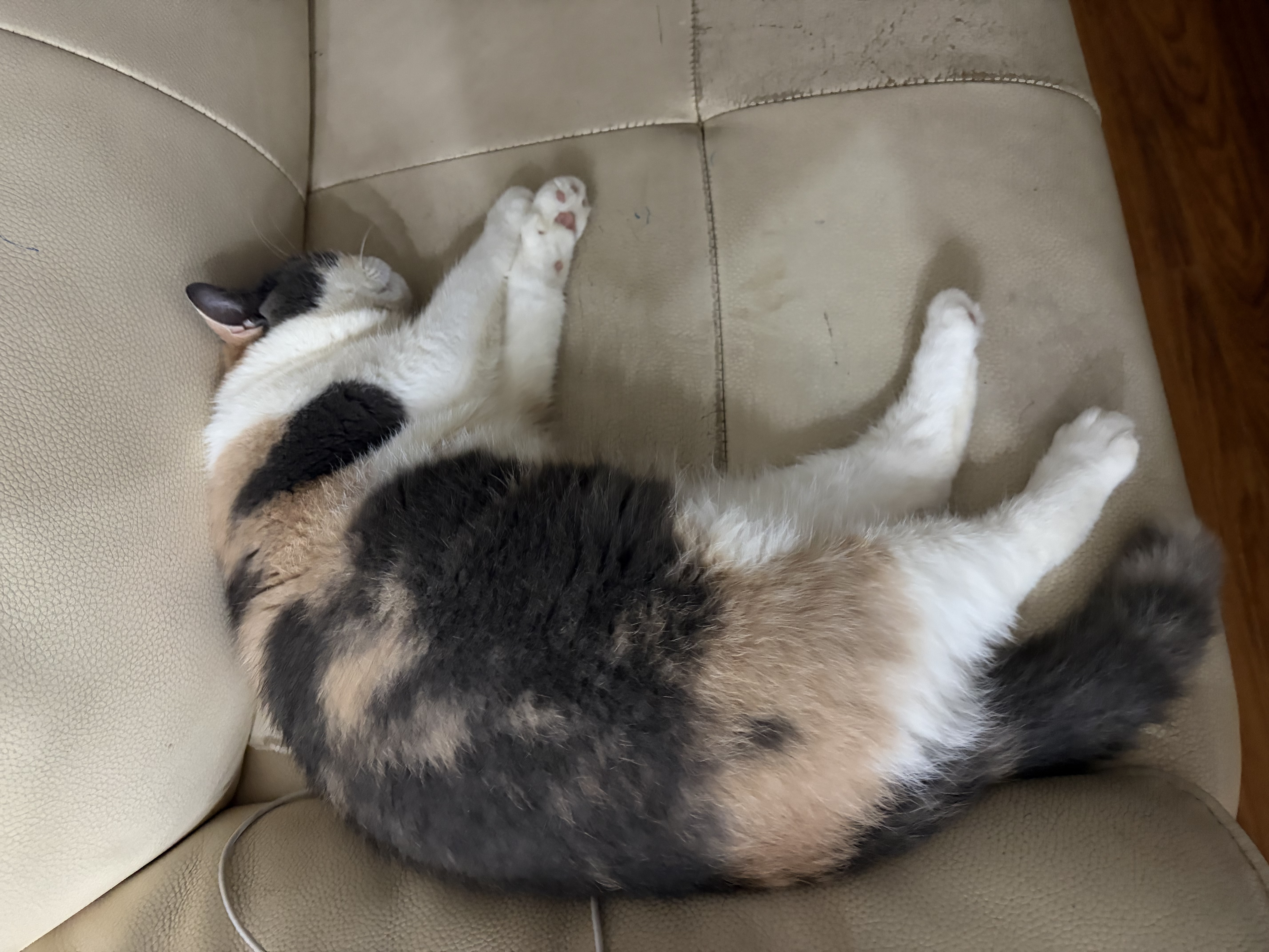 皇家猫粮 英短成猫粮 BS34 通用粮 12月以上 10KG【宠物金选】 实拍图