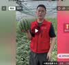 京鲜生 无籽麒麟西瓜 1粒净重7-9斤 生鲜水果源头直发包邮 实拍图