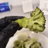【火锅季】富硒西兰花300g(侧枝) 实拍图