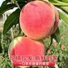 京觅山东金秋红蜜桃子 3斤大果 单果120g+ 新鲜应季水果源头直发包邮 实拍图