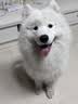 皇家狗粮 成犬狗粮 犬粮 宠物 中型犬 M25 全价犬粮12月15KG 宠物金选 实拍图