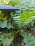 德沃多羊粪发酵有机肥原料内蒙古5KG蔬菜花卉通用植物盆栽肥料改善土壤 实拍图