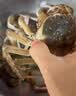 【活蟹】漁家师傅大闸蟹全母4.0-4.3两6只 去绳足重鲜活现货螃蟹生鲜水产海鲜礼盒 实拍图
