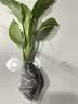 种花迷水培天堂鸟盆栽花卉植物室内客厅绿植面鹤望兰吸甲醛四季好养活 精品水培天堂鸟20-30厘米1棵【不含瓶】 实拍图