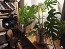 植男植女客厅龟背竹大型真绿植盆栽净化空气寓意好四季常青办公室源头直发 实拍图