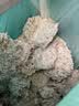 名创优品木薯猫砂20斤京东自营送货上门强效除臭猫咪猫砂木薯砂除臭香味 实拍图
