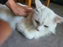 皇家猫粮 成猫猫粮 户外成猫 O30 通用粮 12月以上 4KG 实拍图