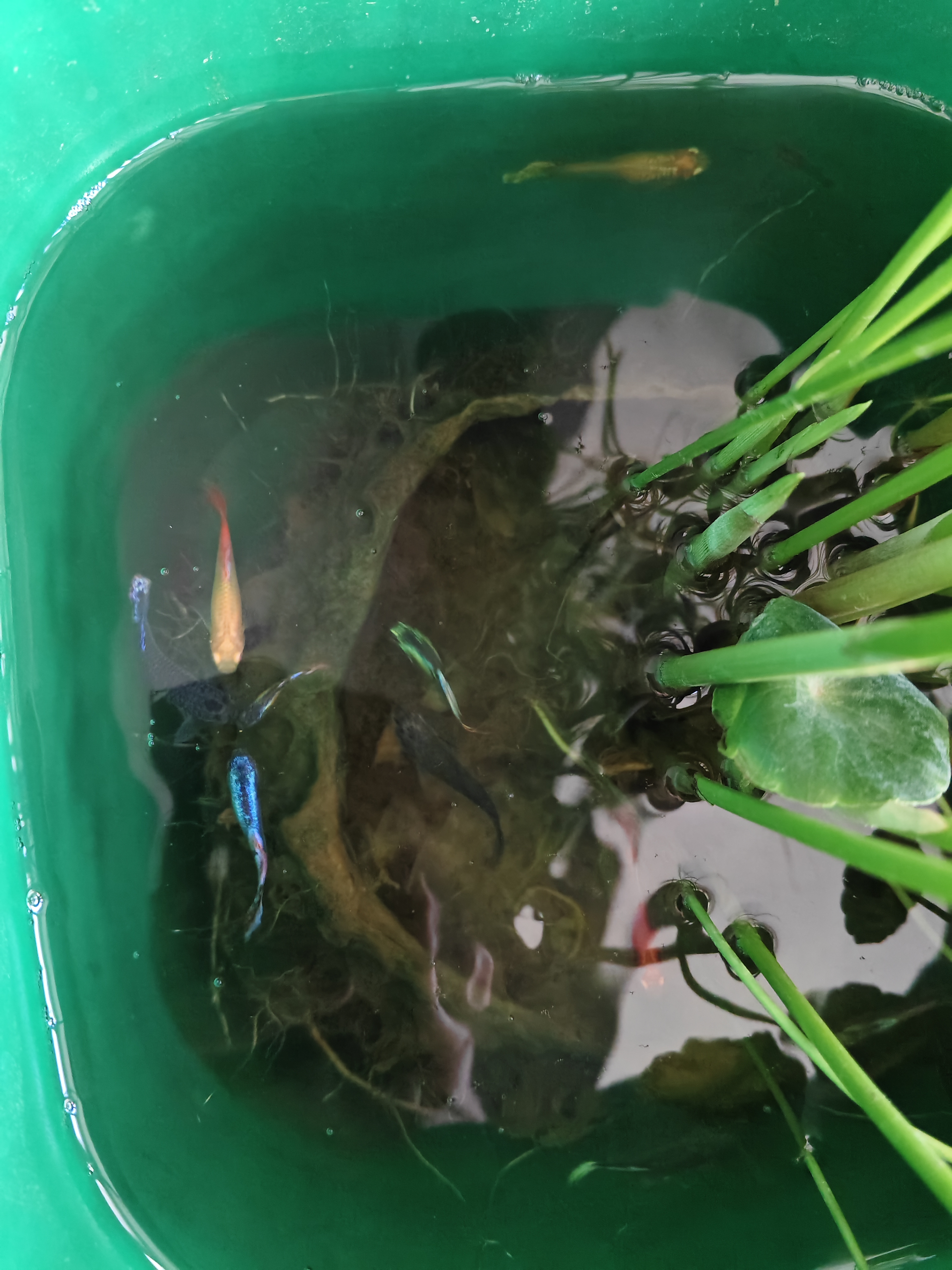 鱼多趣小型鱼通用热带鱼饲料孔雀斗鱼幼鱼开口鱼食 脱壳丰年虾卵50克 实拍图