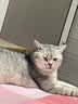 麦富迪猫罐头 barf霸弗主食猫罐头猫咪零食湿粮成猫呵护泌尿100g*12罐 实拍图