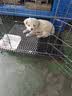 腆宠狗笼狗窝猫笼狗笼子中小型犬带厕所猫笼子大号家用室内狗围栏兔笼 实拍图