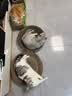 麦富迪猫粮 超肉粒冻干双拼成猫粮美毛护肠三文鱼10kg/20斤【宠物金选】 实拍图