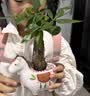 马上发财树小盆栽办公室内桌面绿植招财树植物马年伴手礼小马摆件 胖胖发财树+小马陶瓷盆【送吊牌+铺面石】 实拍图
