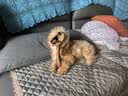 蒙贝 香酥牛棒骨 狗狗零食 中小型犬狗狗磨牙棒 泰迪金毛训犬奖励 90g 实拍图