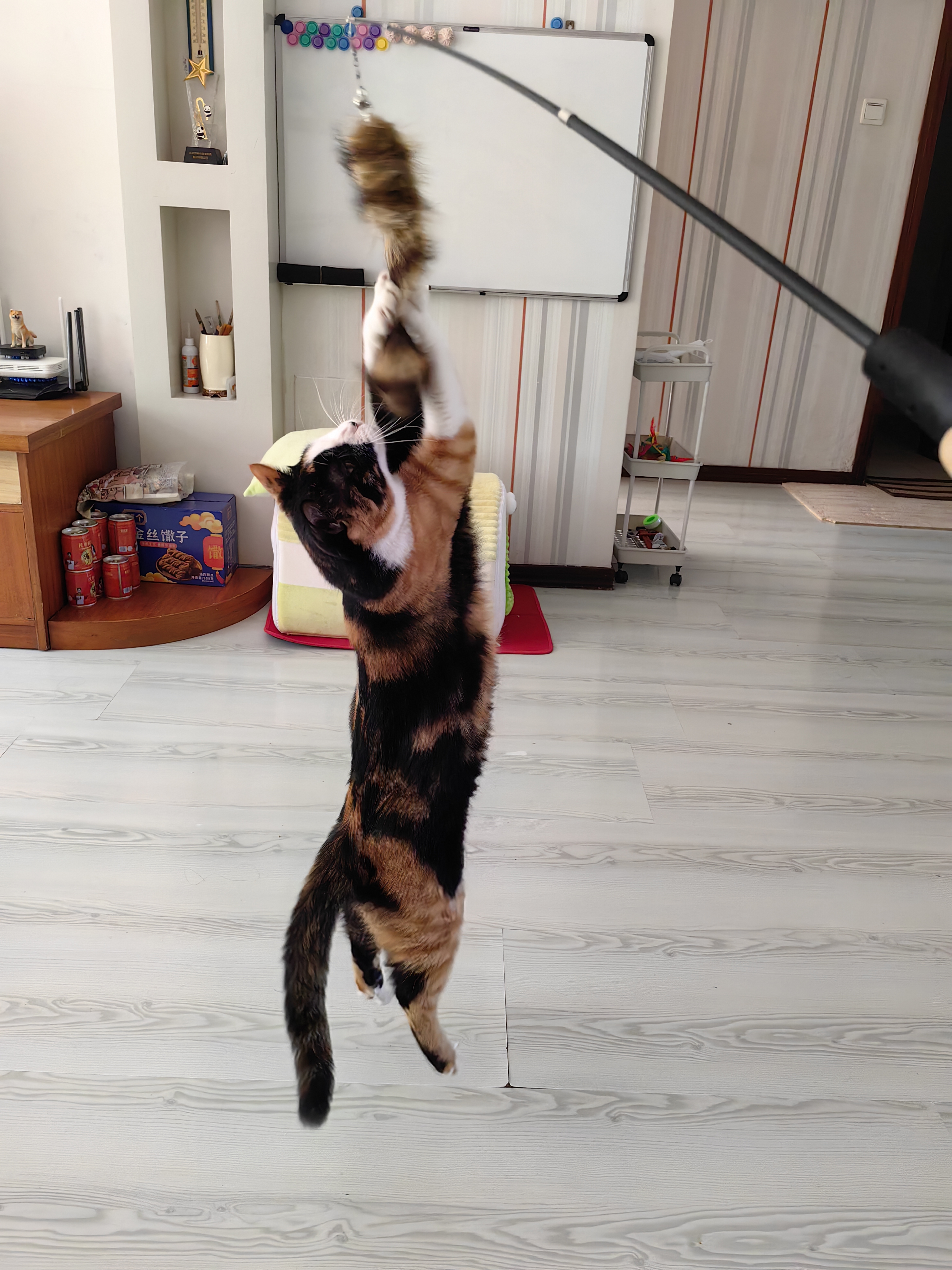 憨憨乐园猫玩具逗猫棒自嗨解闷神器幼猫成猫小猫咪羽毛玩具宠物用品 HL 实拍图