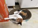 疯狂的主人猫抓板窝特大号猫玩具猫爪板猫抓盆不掉屑猫窝椭圆形瓦楞纸 实拍图