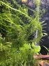 BESSN贝森小型鱼专用饲料上浮型孔雀鱼斑马灯科鱼五星0.2毫米260ML  实拍图