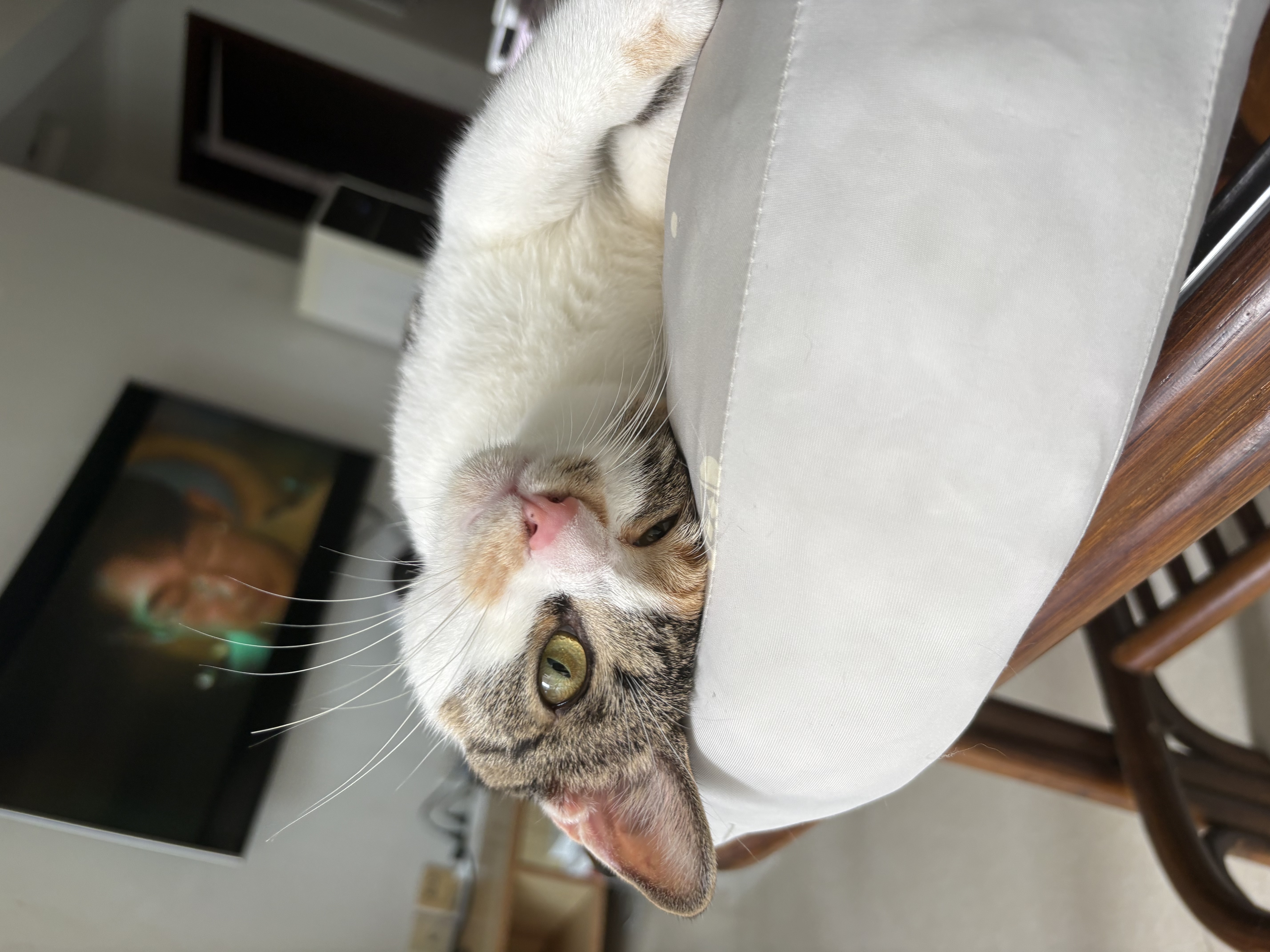 皇家猫粮 室内成猫粮 I27 通用粮 12月以上 2KG 实拍图