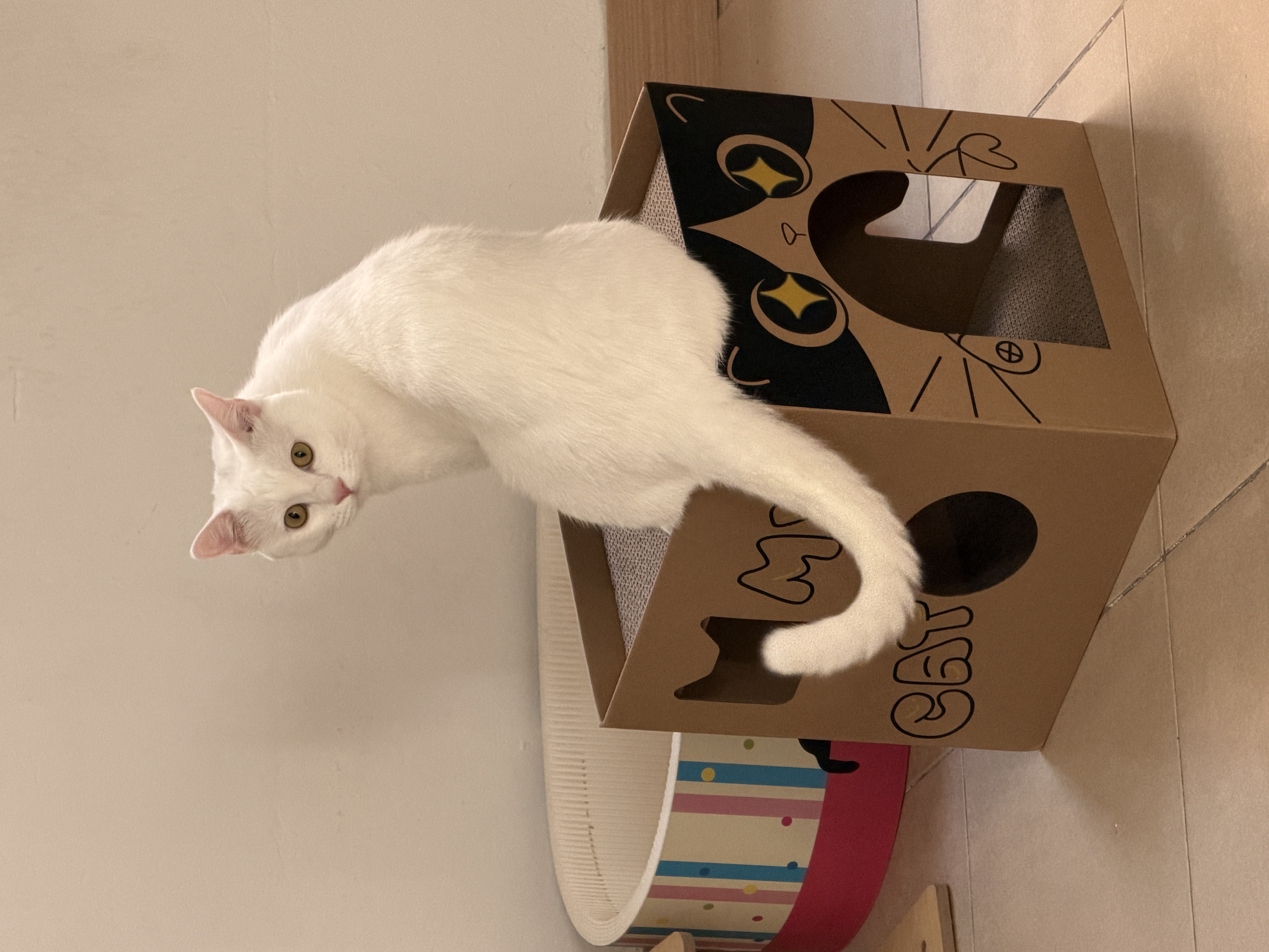 诚实一口P40全价猫粮成猫幼猫室内外80%鲜肉高蛋白美毛鸡鱼味试吃装40g 实拍图
