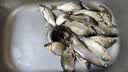化氏鱼饵化绍不空军饵料腥香300g小惠推荐钢弹2号野钓通杀鲫鲤鱼 化氏不空军【1包】300g 实拍图