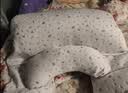 BabyWatch孕妇枕头护腰侧睡枕托腹U型孕期适用睡觉抱枕侧卧枕礼物 实拍图