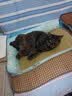 味当家原味纯豆腐猫砂20kg除臭可冲厕所猫沙非混合猫砂豆腐2.5kg*8袋 实拍图