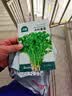 北蔬香菜种子苗老品种四季盆栽大叶芫荽阳台菜籽 大叶香菜籽种子600粒 实拍图