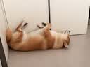网易严选犬粮全价三拼狗粮 美毛低敏鱼肉鱼油配方 长毛犬小型中大型犬10kg 实拍图