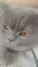 普安特宠物猫咪驱虫药驱虫体内外一体套装幼成虫跳蚤犬虱非泼罗尼爱滴克 实拍图