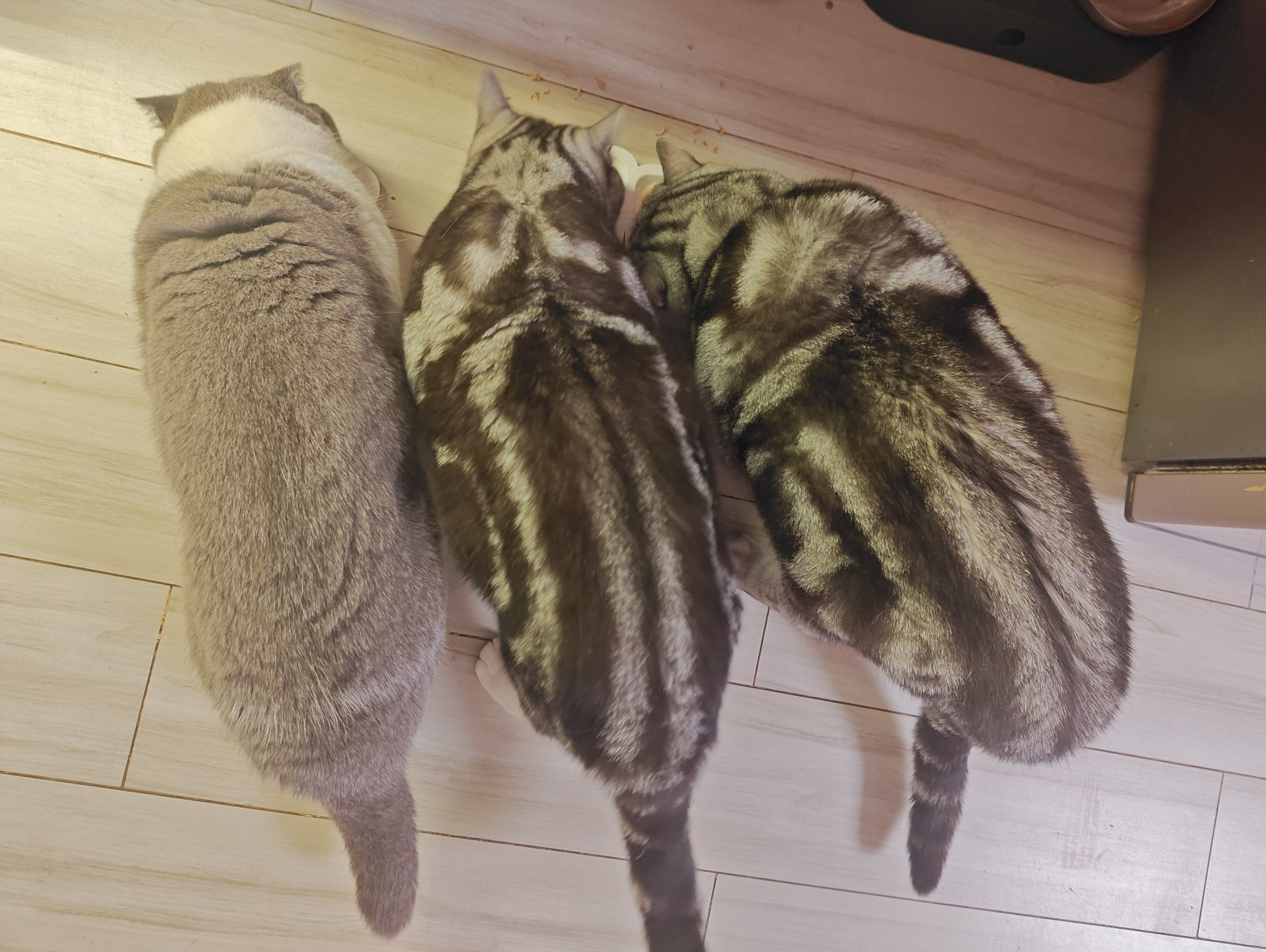 网易严选猫湿粮宠物零食浓汤大口肉罐头 鸡肉+三文鱼85g*6罐 实拍图