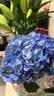 【节节高】富贵竹10枝鲜花送礼物悦己家用 实拍图