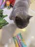 多特思猫零食猫条混合口味15g100支0添加0诱食剂防掉毛成幼猫咪鱼油罐头 实拍图