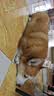 VETWISH唯特适赛犬同款节倍力狗狗鲨鱼软骨素医护版180g宠物钙片关节修护 实拍图