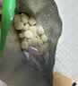 爷爷的农场婴幼儿DHA牛奶溶豆原味 儿童宝宝零食 出游16g 婴儿零食6-12个月 实拍图