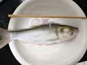 龙王恨鱼饵野战蓝鲫香腥钓饵江河湖库黑坑野钓鲫鱼鲤鱼草青鳊鱼钓鱼饵料 实拍图