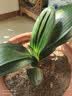 四季君子兰盆栽室内花带花苞老苗圆头和尚君子兰花卉植物好养绿植 中国红9-11片叶【当年开花】5年苗 实拍图