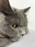 普安特宠物猫咪驱虫药驱虫体内外一体幼成虫跳蚤犬虱非泼罗尼爱滴克套装 实拍图