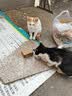 麦斯蒂宠物猫罐头鸡肉金枪鱼维生素浓汤补水成幼猫咪零食营养85g*24罐 实拍图