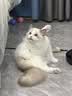 阿飞和巴弟猫粮E76益生菌全价冻干双拼全阶段猫粮2kg*5袋装 实拍图