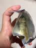 英氏婴幼儿DHA牛奶溶豆草莓味 婴儿宝宝零食10个月以上辅食奶豆20g 实拍图