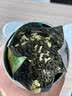 乐品乐茶茉莉花茶茶叶特级川派横县飘雪浓香绿茶2026新茶250g自饮送长辈 实拍图