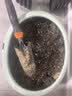 寿禾 猫草种子小麦苗土培水培猫零食草籽 潍丰猫草种子200g 实拍图
