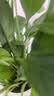 年宵花【热销款】白掌一帆风顺盆栽水培植物绿植过年装饰摆件年货 【店主推荐】特级白掌6-8株带花+早安盆+营养液 实拍图